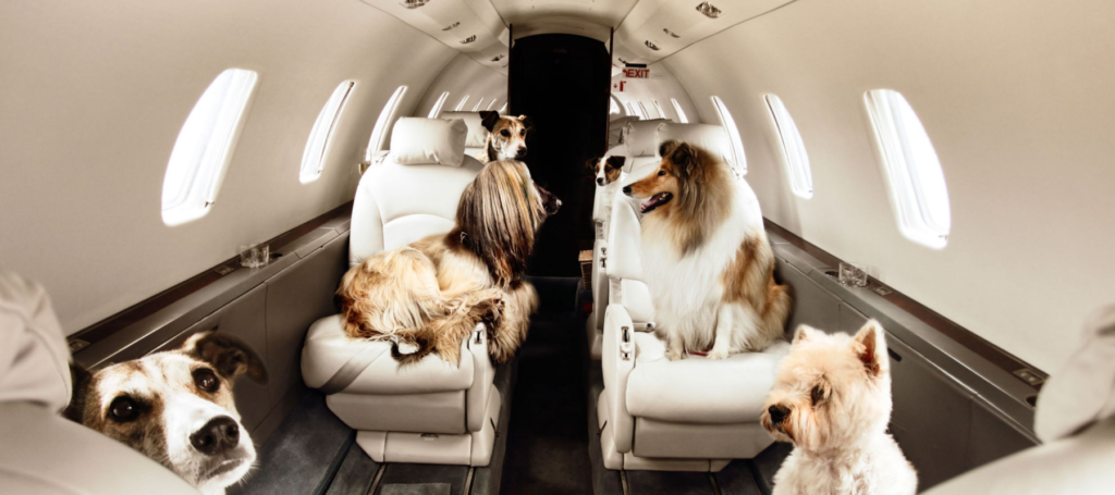 Les avantages de voyager avec son animal de compagnie en jet privé