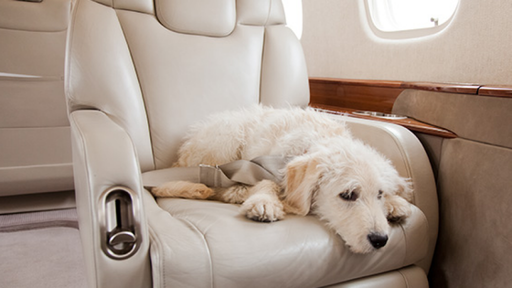 Puis-je voyager avec des animaux à bord dun jet privé?