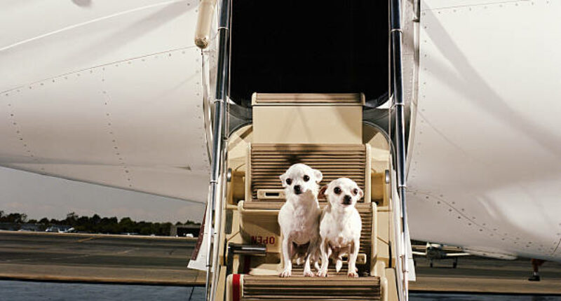Puis-je voyager avec des animaux à bord dun jet privé?